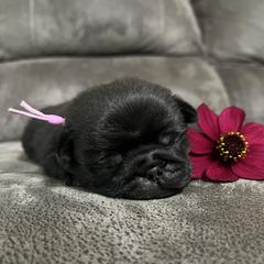 Libby - Black female Pug puppy in Augusta, Wisconsin from Maria Martin