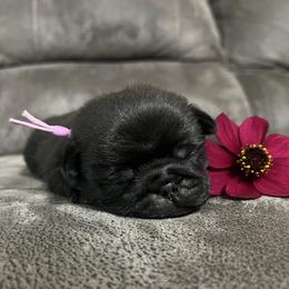 Libby - Black female Pug puppy in Augusta, Wisconsin from Maria Martin