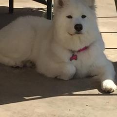 Samoyed All Grown Up from Lakehill Samoyeds
