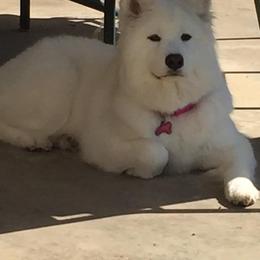 Samoyed All Grown Up from Lakehill Samoyeds