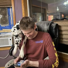 Dalmatian Puppies from Hallmark Dalmatians;