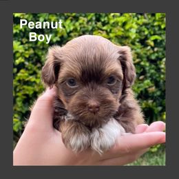 Havanese Puppies from Havareese Havanese