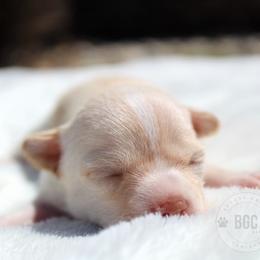 Blaze - Chocolate and tan female Chihuahua puppy in Forsyth, Georgia from Brooks Grove Canines LLC
