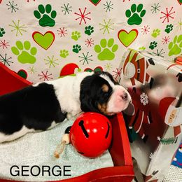 George - Black brown and white male Basset Hound puppy in Lagrange, Georgia from Tall Oak Bassets