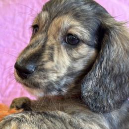 Boy 1 - male Dachshund puppy in Fieldbrook, California from Honeydox Miniature Dachshunds