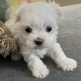 Maltese from Sandi’s Pups