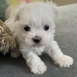 Maltese from Sandi’s Pups