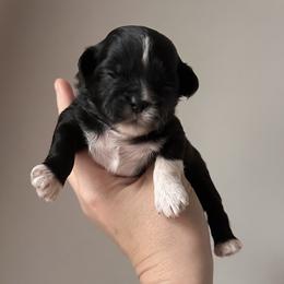 Red Female - Black female Shihpoo puppy in Asheboro, North Carolina from Southern Bred Pups