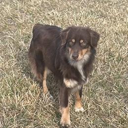 Heifer - Miniature Australian Shepherd
