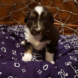 Lola - Red tri female Miniature Australian Shepherd puppy in Cumberland, Wisconsin from Homestead Doxies & Shepherds LLC