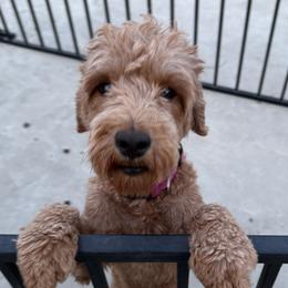 Baby - Goldendoodle