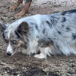 Sandy - American Corgi