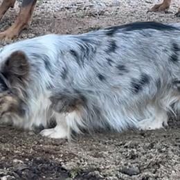 Sandy - American Corgi