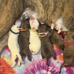 Boxer Puppies from JoyStarr Boxers