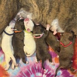 Boxer Puppies from JoyStarr Boxers