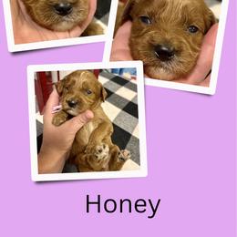 Honey - Red female Irish Doodle puppy in Bluefield, Virginia from Love on a Leash