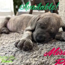 Great Dane puppies from Indigo Blu Danes
