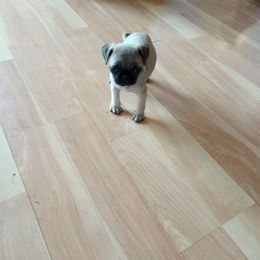 Rachel ( 1500) - Fawn female Pug puppy in Fall Creek, Wisconsin from Heartville Pugs