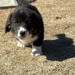 Midnight - Black and white female American Corgi puppy in Temple, Texas from Silver Moon Cardigan Corgis