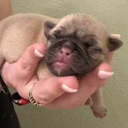 Pugs from Profitt’s Pugs
