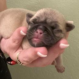 Pugs from Profitt’s Pugs