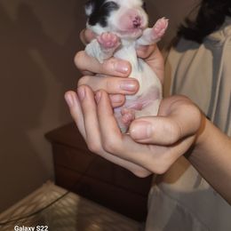 Jake - Black and white male Chihuahua puppy in Chambersburg, Pennsylvania from Lil Angel's Chihuahuas
