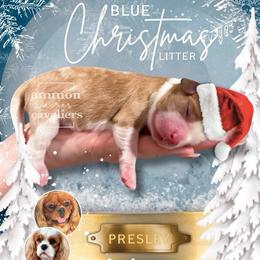 Presley - Blenheim male Cavalier King Charles Spaniel puppy in Ammon, Idaho from Ammon Acres Cavaliers