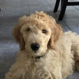 Goldendoodle Puppies from Jessie’s Doodles