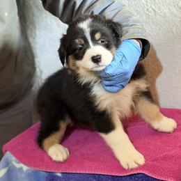 Girl 1 - Black tri-color female Australian Shepherd puppy in Millville, New Jersey from Creekside Canines