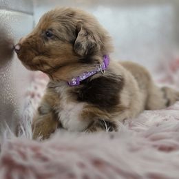 Ariel - Red merle female Australian Shepherd puppy in Mehoopany, Pennsylvania from Crooked Creek Australian Shepherds