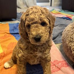 Boy 1 - Goldendoodle puppy in Reno, Nevada from B Doodles