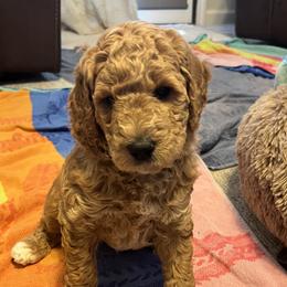 Boy 1 - Goldendoodle puppy in Reno, Nevada from B Doodles