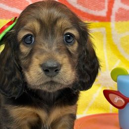 Ruby - Red Dachshund puppy in Murfreesboro, Tennessee from Kimbrie's Dream Cream Doxies