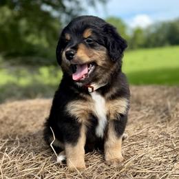 Tan collar - Black tri male Miniature Australian Shepherd puppy in 32046, Florida from River Hill Ranch