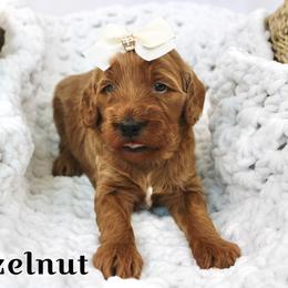 Hazelnut - Red  female Goldendoodle puppy in Casa Grande, Arizona from AzDoodle Dandies