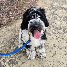 Mounds - Black male Australian Labradoodle puppy in Billings, Montana from Doodle Around