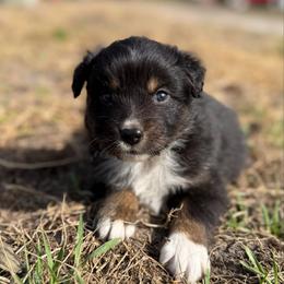 Raya ASDR - Black tri-color female Australian Shepherd puppy in Orlando, Florida from Skaky Shepherds