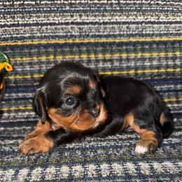 Gemma - Black and tan female Cavalier King Charles Spaniel puppy in Avoca, New York from Palladino’s Cavaliers of Upstate NY
