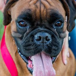 Boxers from Barnyard Boxers