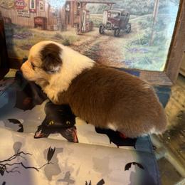 Ranger - Black & white male Australian Shepherd puppy in Baker, Florida from Dubose Kennels