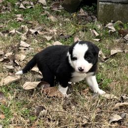 Boy 6 - Black and white male Border Collie puppy in Michie, Tennessee from Rivendell Border Collies