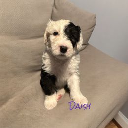 Old English Sheepdog Puppies from Midwest Puppy Paws