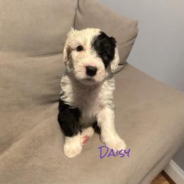 Old English Sheepdog Puppies from Midwest Puppy Paws