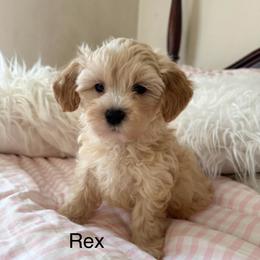 Poppy - Apricot male Maltipoo puppy in Wendell, North Carolina from Teddys Teddy Bears
