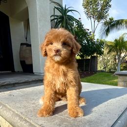 Boy 2 - Apricot male Poodle puppy in San Diego, California from Goldendoodles & Poodles of San Diego