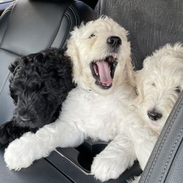 Goldendoodle Puppies from Bianca Bleu Goldendoodles