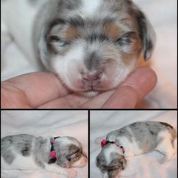 Athena - Dapple female Dachshund puppy in South Webster, Ohio from Griffith’s Gorgeous Dachshunds