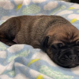 Cane Corso Puppies from Killing Joke Cane Corsos