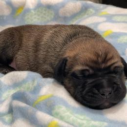 Cane Corso Puppies from Killing Joke Cane Corsos