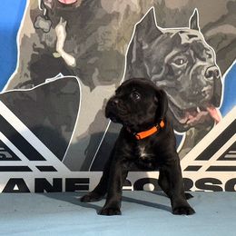 Orange Collar Black Female - Cane Corso puppy from Da Boyz Cane Corso